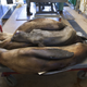 epa04736360 (10/20) A cart of deceased malnourished and dehydrated sea lions that had been stranded along the northern California coast, await their turn for necropsy at the Marine Mammal Center in Sausolito, California, USA, 07 April 2015. Wildlife services in California are being pushed to their limits this year. Since January 2015, every month has set a record in sea lion 'strandings', mostly sea lion pups, according to the National Oceanic and Atmospheric Administration. EPA/PETER DASILVA PLEASE REFER TO ADVISORY NOTICE (epa04736350) FOR FULL FEATURE TEXT